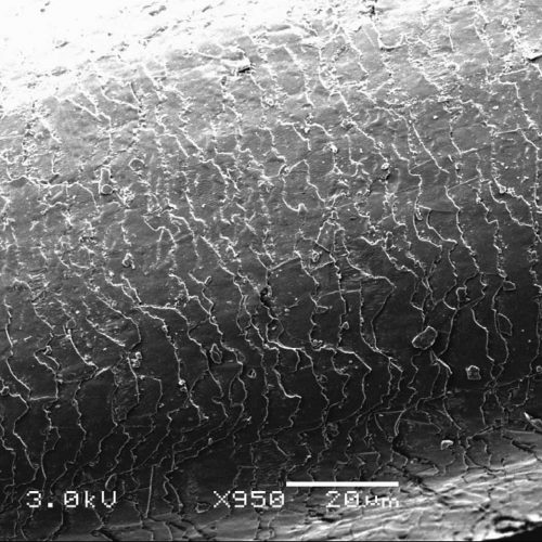 MICROSOIESDEPORC-web MICROSOIESDEPORC-web